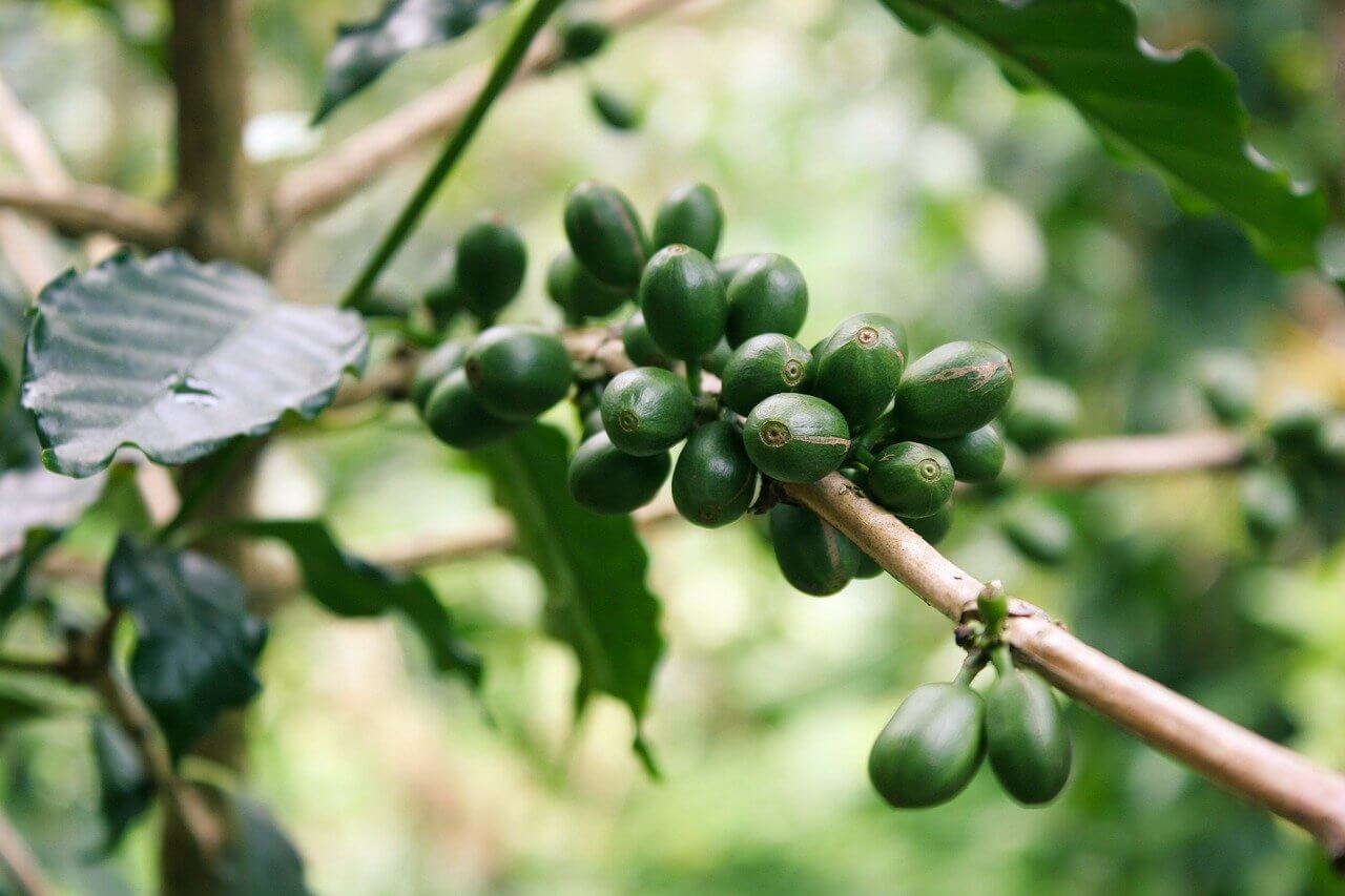 Pourquoi consommer du thé bio est important pour soi et pour la