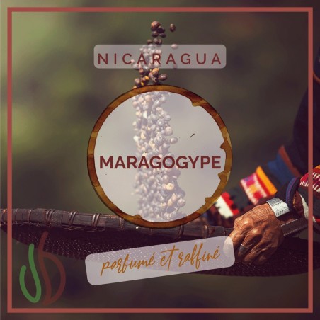 Café_Gourmet_Nicaragua_Maragogype_Grain
