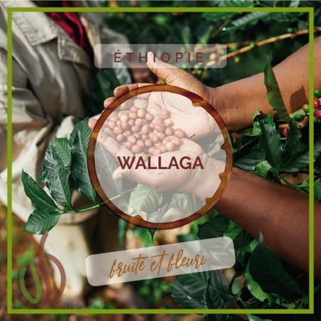 Café_BIO_Ethiopie_Wallaga