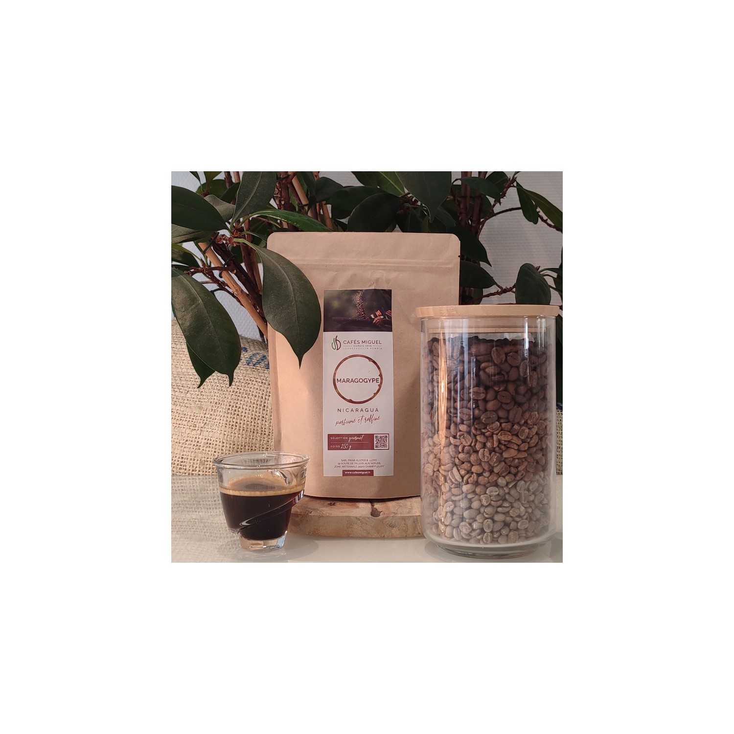 Café_Gourmet_Nicaragua_Maragogype_250gr_Grain