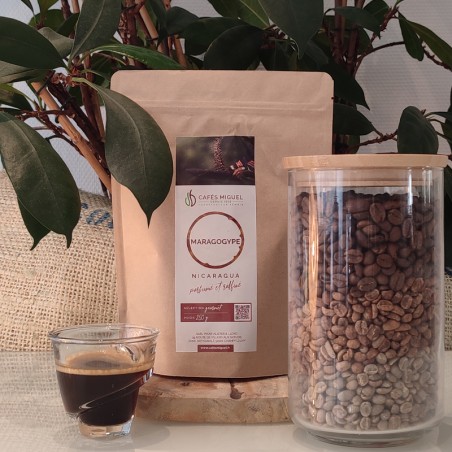 Café_Gourmet_Nicaragua_Maragogype_250gr_Grain