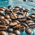 Café décafeiné, sans caféine, café en grain ou moulu - Sélection deCafés Miguel